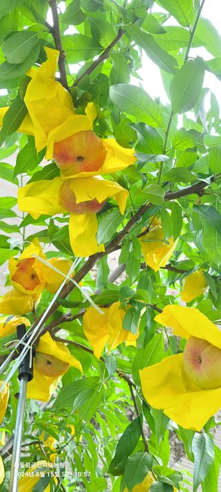 금산허브농원님의 자유주제 · 자유게시판 작성글 사진