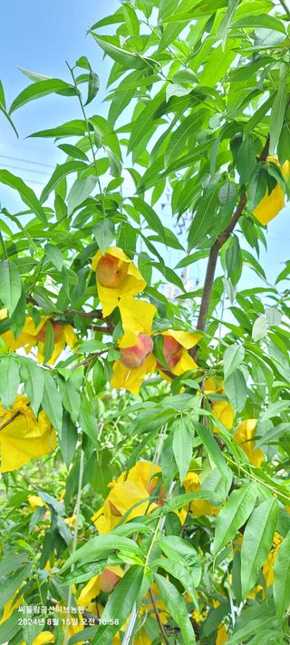 금산허브농원님의 자유주제 · 자유게시판 작성글 사진