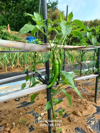 전진규.해돋이님의 자유주제 · 자유게시판 작성글 사진