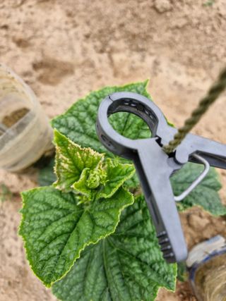 김양곤님의 오이 · 병해충상담 작성글 사진