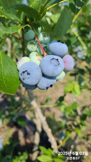 동우농장(김대욱)님의 블루베리 · 자유게시판 작성글 사진