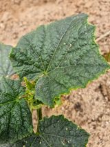 팜모닝 오이·병해충상담 게시글 이미지