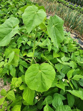 텃밭입문님의 농사, 무엇이든 물어보세요! · 참여글 작성글 사진