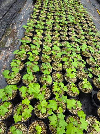 다래,엄나무,차수국님의 자유주제 · 자유게시판 작성글 사진