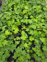 팜모닝 자유주제·자유게시판 게시글 이미지