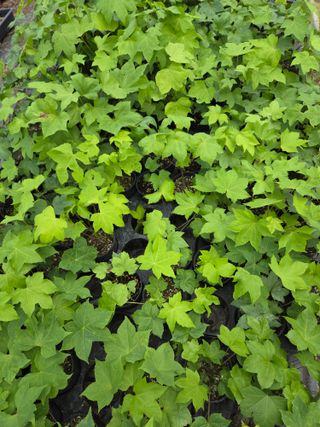 다래,엄나무,차수국님의 자유주제 · 자유게시판 작성글 사진