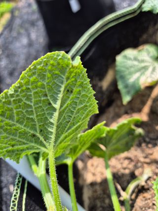 동산계곡님의 자유주제 · 자유게시판 작성글 사진