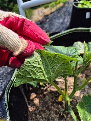 동산계곡님의 자유주제 · 자유게시판 작성글 사진