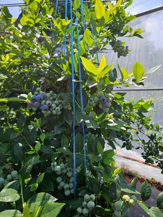 제주 지안이네농장님의 자유주제 · 자유게시판 작성글 사진