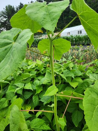 텃밭입문님의 농사, 무엇이든 물어보세요! · 참여글 작성글 사진