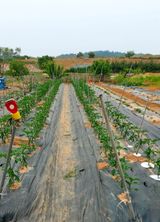 팜모닝 농사, 무엇이든 물어보세요!·참여글 게시글 이미지