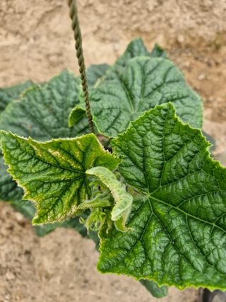 김양곤님의 오이 · 병해충상담 작성글 사진