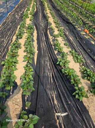 소병찬님의 자유주제 · 자유게시판 작성글 사진