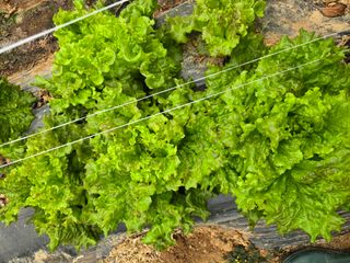 나주 박정화님의 자유주제 · 자유게시판 작성글 사진