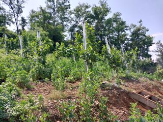 영수농원님의 자유주제 · 자유게시판 작성글 사진