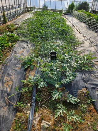 백호순(후추)님의 자유주제 · 자유게시판 작성글 사진