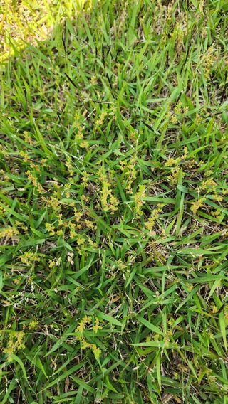 문병숙님의 농사, 무엇이든 물어보세요! · 참여글 작성글 사진