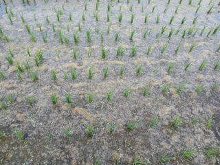 영원한한길님의 농사, 무엇이든 물어보세요! · 참여글 작성글 사진