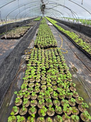 다래,엄나무,차수국님의 자유주제 · 자유게시판 작성글 사진