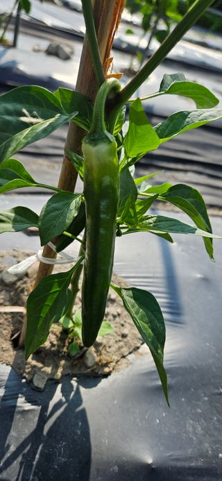 이충식님의 자유주제 · 자유게시판 작성글 사진