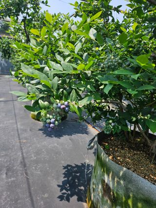 제주 지안이네농장님의 자유주제 · 자유게시판 작성글 사진