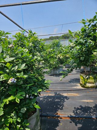 제주 지안이네농장님의 자유주제 · 자유게시판 작성글 사진