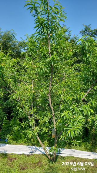 동우농장(김대욱)님의 복숭아 · 자유게시판 작성글 사진