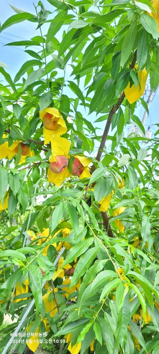 금산허브농원님의 자유주제 · 자유게시판 작성글 사진