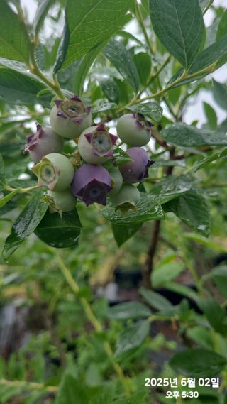 동우농장(김대욱)님의 블루베리 · 자유게시판 작성글 사진