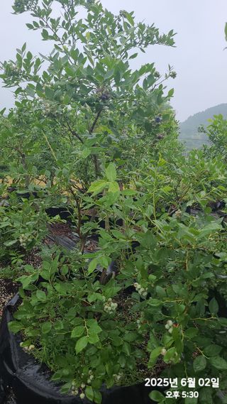 동우농장(김대욱)님의 블루베리 · 자유게시판 작성글 사진