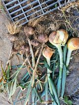 팜모닝 자유주제·자유게시판 게시글 이미지