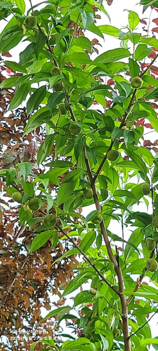 금산허브농원님의 자유주제 · 자유게시판 작성글 사진