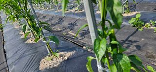 이충식님의 자유주제 · 자유게시판 작성글 사진