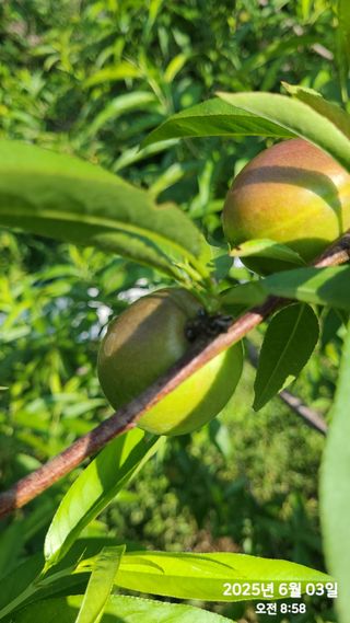 동우농장(김대욱)님의 복숭아 · 자유게시판 작성글 사진