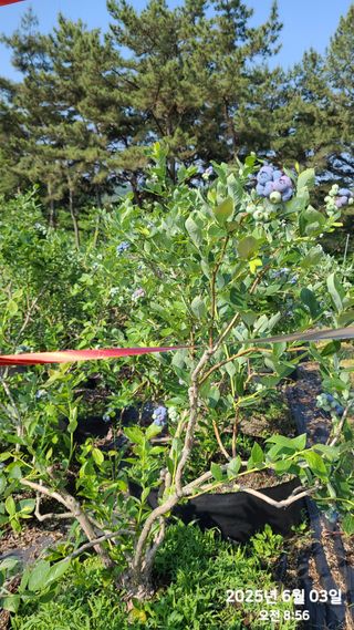 동우농장(김대욱)님의 블루베리 · 자유게시판 작성글 사진