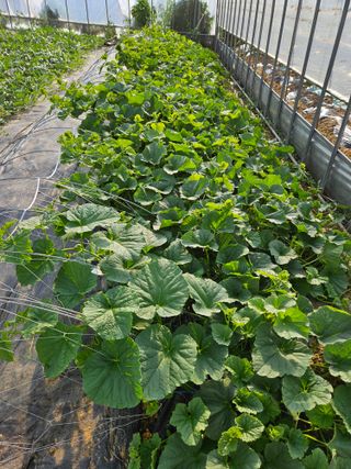 백호순(후추)님의 자유주제 · 자유게시판 작성글 사진