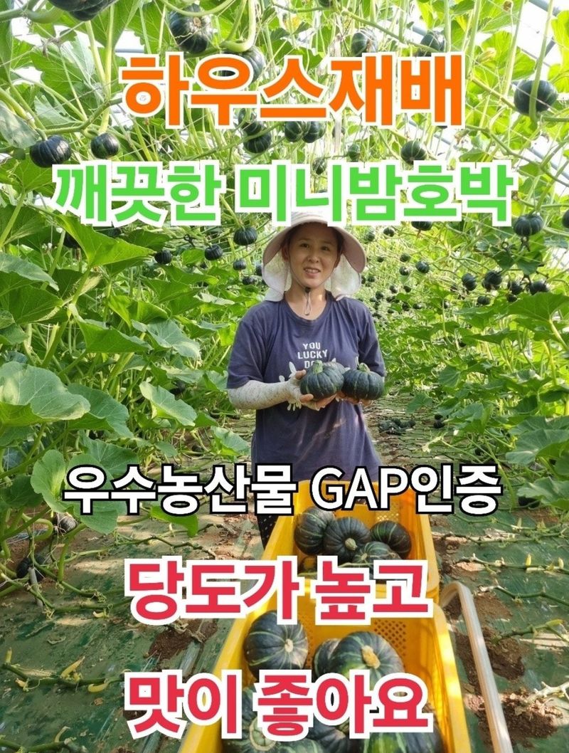 승현이네농님의 장터 판매 상품 [해남미나밤호박 보우짱(4kg) (8kg) (12kg) (16kg)] 첨부 사진