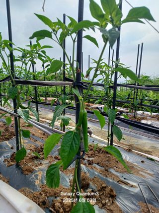 전진규.해돋이님의 자유주제 · 자유게시판 작성글 사진