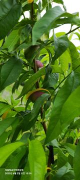 팜모닝 자유주제·자유게시판 게시글 이미지