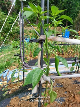 전진규.해돋이님의 자유주제 · 자유게시판 작성글 사진