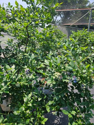 제주 지안이네농장님의 자유주제 · 자유게시판 작성글 사진