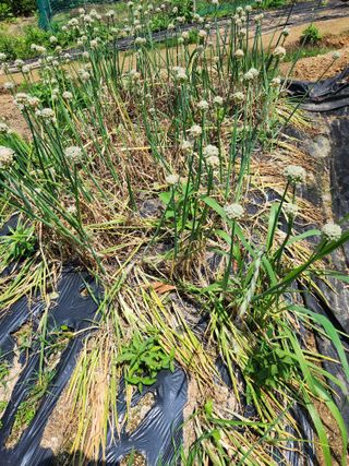 텃밭입문님의 농사, 무엇이든 물어보세요! · 참여글 작성글 사진
