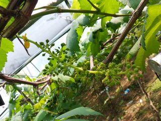 영수농원님의 자유주제 · 자유게시판 작성글 사진