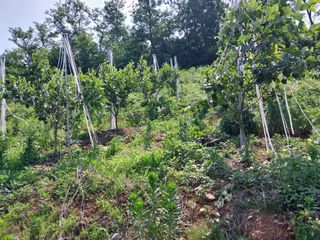 영수농원님의 자유주제 · 자유게시판 작성글 사진