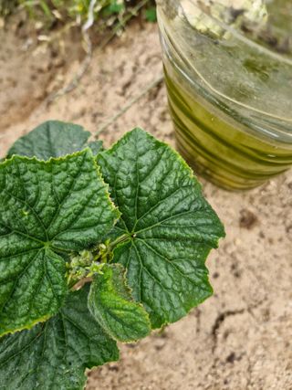 김양곤님의 오이 · 병해충상담 작성글 사진