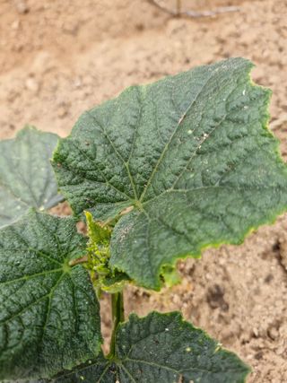 김양곤님의 오이 · 병해충상담 작성글 사진