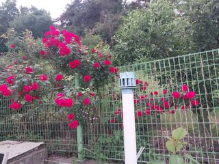 영수농원님의 자유주제 · 자유게시판 작성글 사진