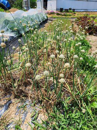 텃밭입문님의 농사, 무엇이든 물어보세요! · 참여글 작성글 사진