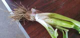 무 하님의 농사, 무엇이든 물어보세요! · 참여글 작성글 사진