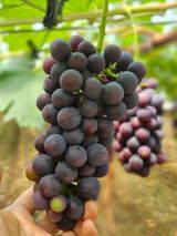 팜모닝 자유주제·자유게시판 게시글 이미지